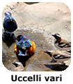 Uccelli vari